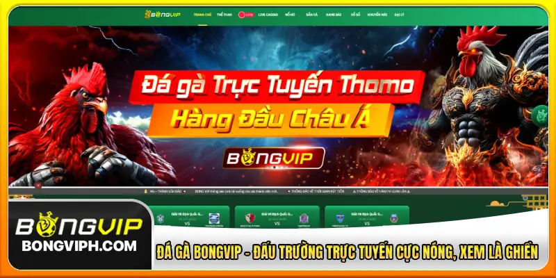 Đá gà Bongvip