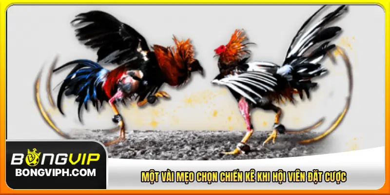 Một vài mẹo chọn chiến kê khi hội viên đặt cược